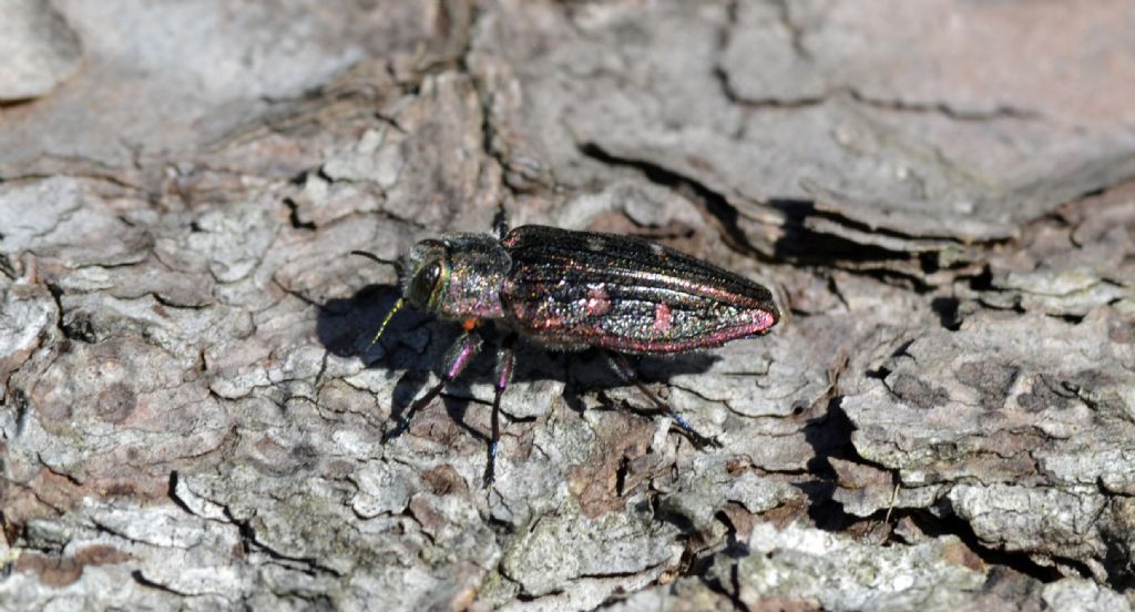 Chrysobothrys chrysostigma, Buprestidae